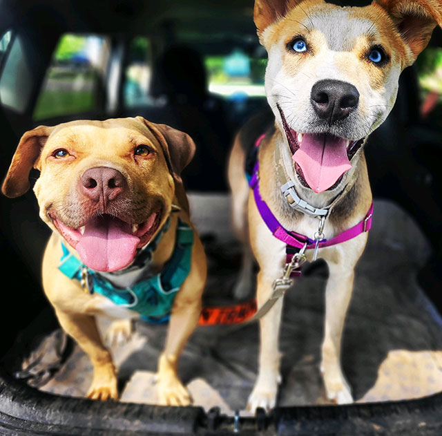 2 dogs smiling in back of car ready to go for a walk